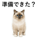 852706452
