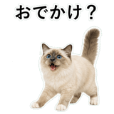852706453