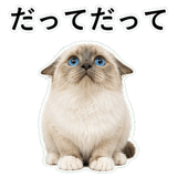 852706455