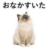 852706463