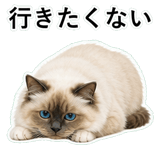 852706466