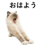 852706468