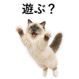 852706473