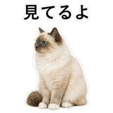 852706476