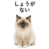 852706477