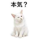 852706577