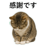 852706699