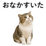 852706711