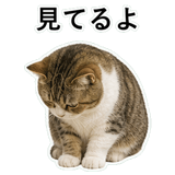 852706724