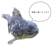 852710100