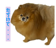 852713222