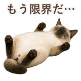 852717373
