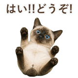 852717381