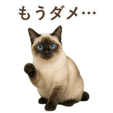 852717404