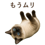 852717406