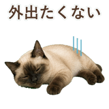 852717407
