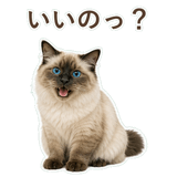 852717503