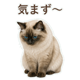 852717504