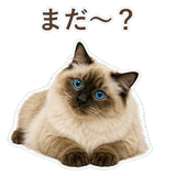 852717516