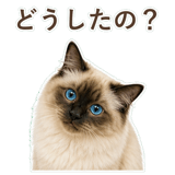 852717518