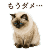 852717524