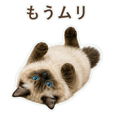 852717526