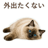 852717527