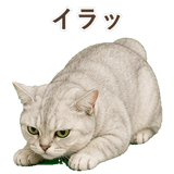 852717570
