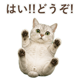852717581