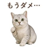 852717604
