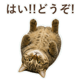 852717621