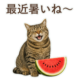 852717630
