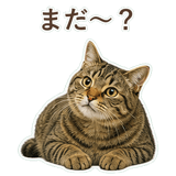 852717636