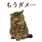 852717644