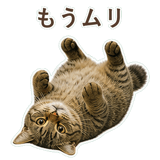 852717646