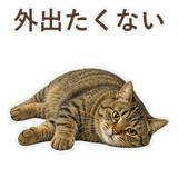 852717647