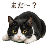 852717796