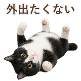 852717807