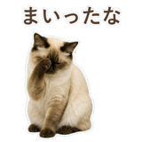 852717811