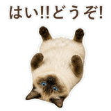 852717821