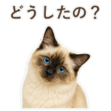 852717838