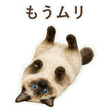852717846