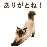 852717937
