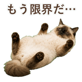 852717941
