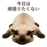 852717950
