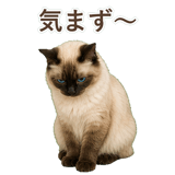 852717952