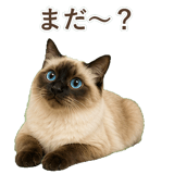 852717964