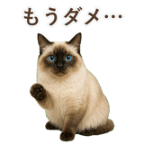 852717972