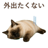 852717975