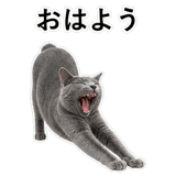 852718004